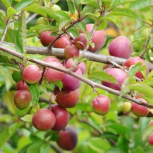 Methley Plum Fruit Tree