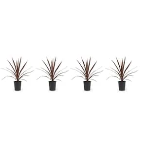 1 Qt. Cordyline Dracaena Red Star Plant in Grower's Pot (4-Pack)