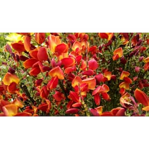 1 Gal. Lena Scotch Broom (Cytisus) Live Shrub with Lemon-Yellow and Ruby-Red Flowers (3-Pack)