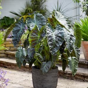 7/9 in. Colocasia Aloha Elephant Ear Bulbs (Bag of 5)