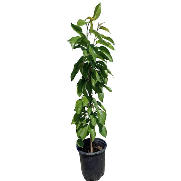 #1 container EZ PICK Fruit Tree Black Tartarian Cherry (single)