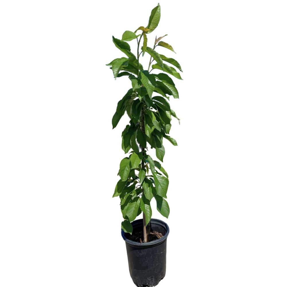"#1 container EZ PICK Fruit Tree Santa Rosa Plum (single)" price history on PriceWatchPro