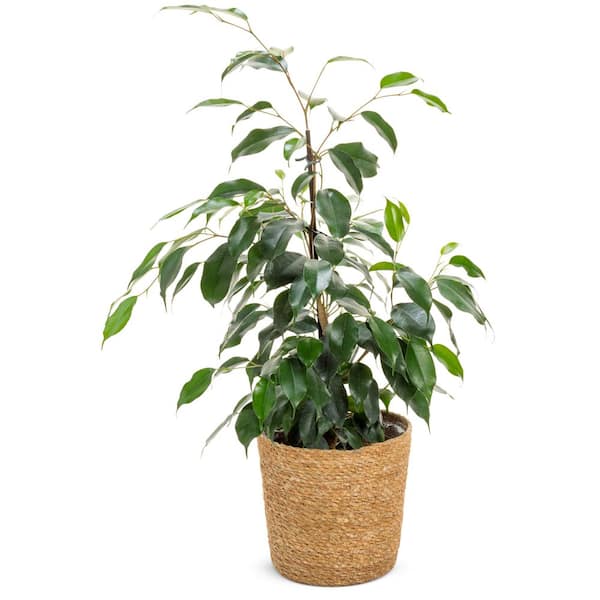 Weeping Fig Ficus Benjamina Cling-On Danielle Indoor Plant in 7 in. Wicker Jute Basket