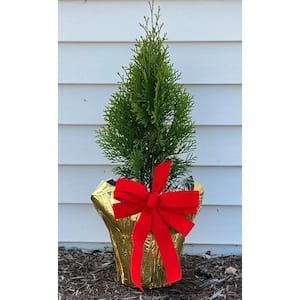 1 Gal. Emerald Green Arborvitae Decorative Holiday Shrub/Tree