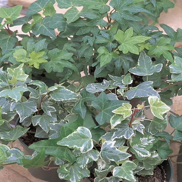 BELL NURSERY 3.5 in. Green Ivy Live Plant