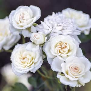 3 Gal. White Drift Rose Bush with White Flowers