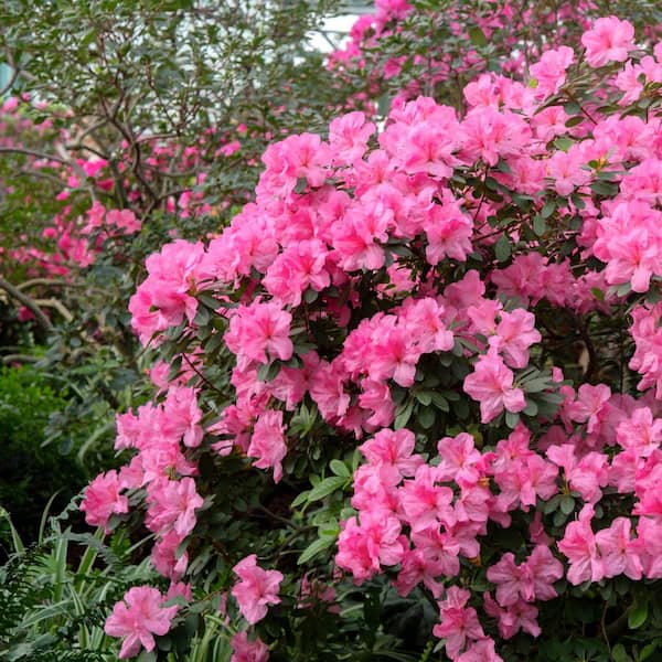 national PLANT NETWORK 4 in. Azalea FlorAmore Pink Shrub (3-Pack