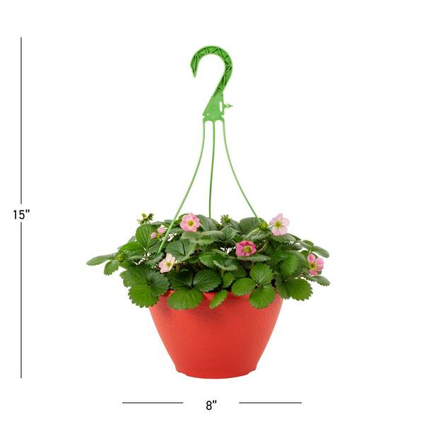 Burpee 1 Gal. Strawberry Roman Hanging Basket Red Fruit Plant SI000296 -  The Home Depot