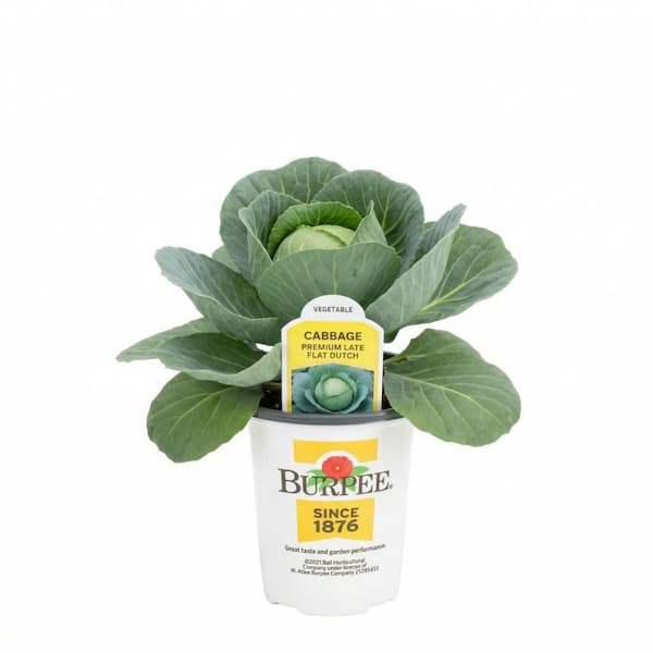 4.5 in. Pot Burpee Cabbage Plant (4 Plants)