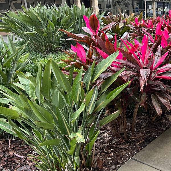 OnlinePlantCenter Bird of Paradise (Strelitzia) Plant With Orange Flowers  in 10 in. Pot OBP010G3 - The Home Depot