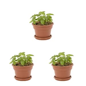 1.75 qt. Burpee Basil Dolce Fresca in Decorative Capello Planter Green Herb Plant (3-Pack)