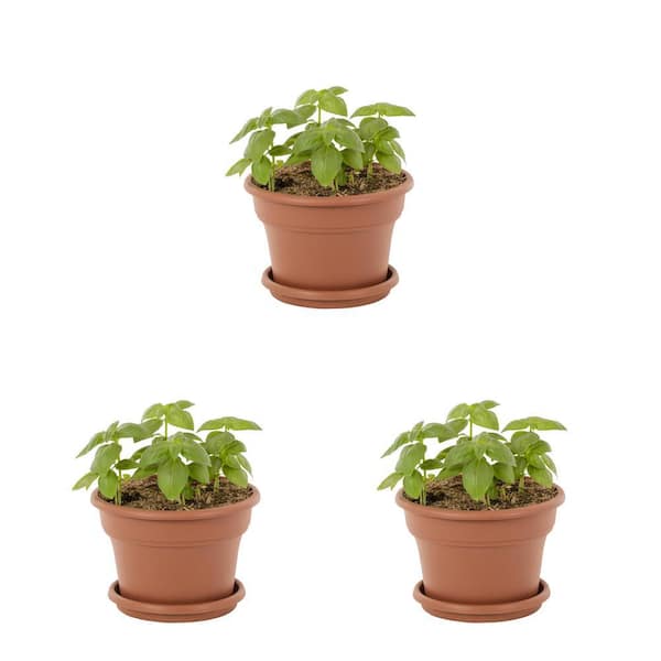 Burpee 1.75 qt. Burpee Basil Dolce Fresca in Decorative Capello Planter Green Herb Plant (3-Pack)