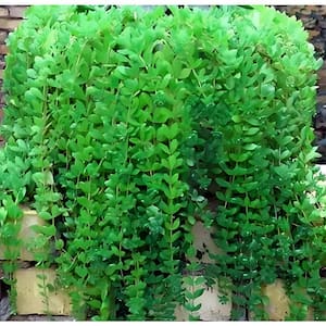 Sedum Sarmentosum Yellow Blossom Color, Succulent Plant Suitable for Spring Summer Fall