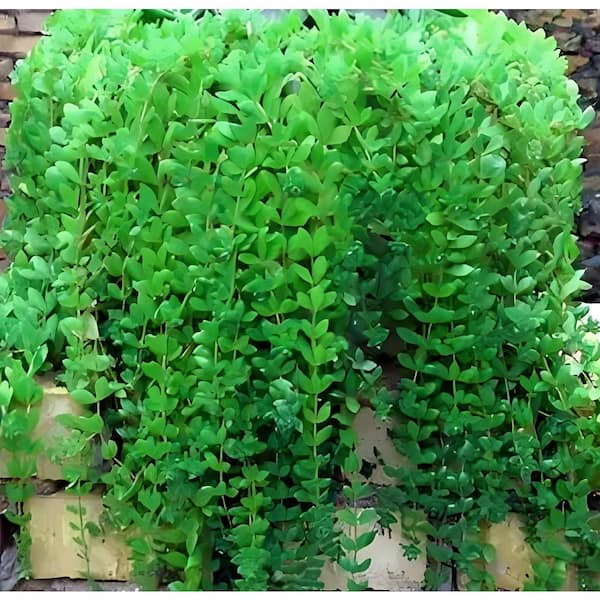 Zeus & Ruta Sedum Sarmentosum Yellow Blossom Color, Succulent Plant Suitable for Spring Summer Fall