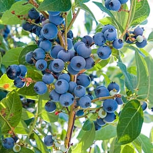Ka-Bluey Blueberry (Vaccinium) Live Bareroot Fruiting Plant (1-Pack)