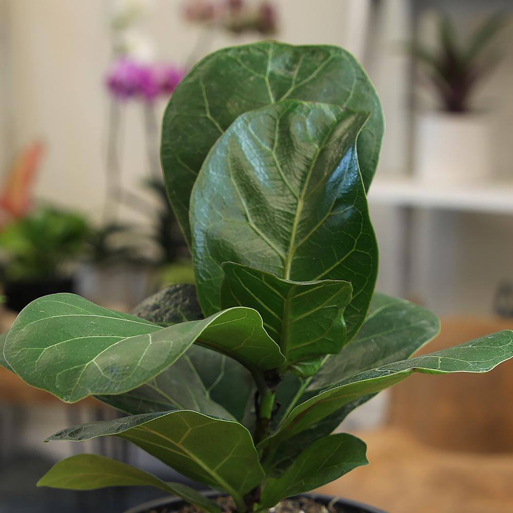 Large Fiddle-Leaf Fig in White Planter