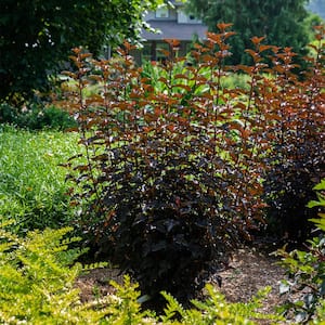 Physocarpus Panther 4 in. Potted Rocketliners (Set of 1 Plant)
