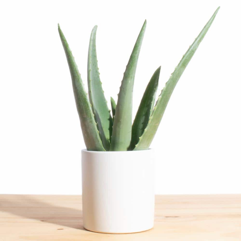 ALOE VERA Potted plant, Aloe, 12 cm - IKEA