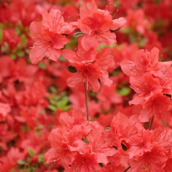 national PLANT NETWORK 3 gal. Azalea Flame Creeper Shrub with