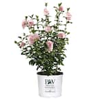 2 Gal. Sugar Tip Rose of Sharon (Hibiscus) Shrub with Clear Pink Double Flowers