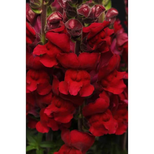 Pure Beauty Farms 3.2 Qt. Snapdragon Sonnet Burgundy Flower Plant in 7.5 In Grower's Pot