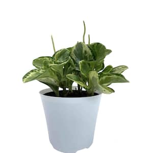 6 in. Peperomia Golden Gate Plant in Deco Pot