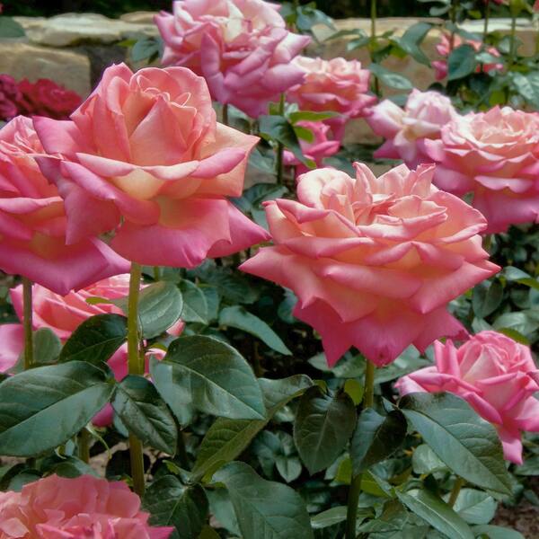 national PLANT NETWORK Bare Root Rose First Prize with Pink