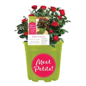 1.5 Gal. Petite Knock Out Rose Bush with Red Flowers