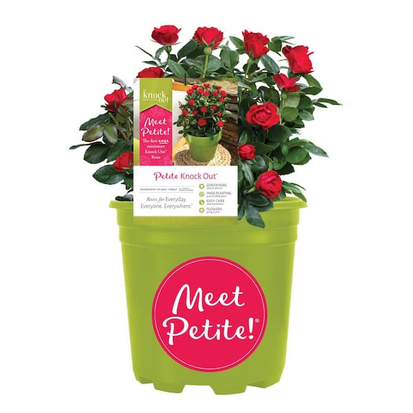 Knock Out 1.5 Gal. Petite Knock Out Rose Bush with Red Flowers