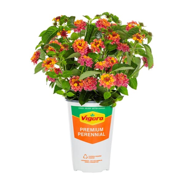 2 QT Lantana 'Athens Rose' Perennial Plant
