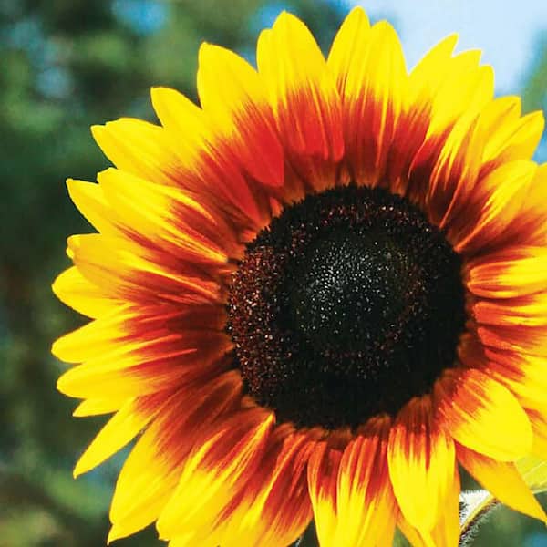 Ferry-Morse Sunflower Solar Power Flower Seeds 1857 - The Home Depot