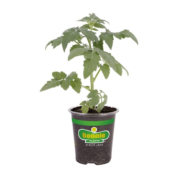 Bonnie Plants 19 oz. Biltmore Tomato Plant