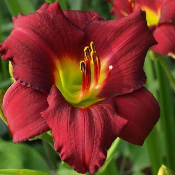 OnlinePlantCenter 1 gal. Pardon Me Daylily Plant-DISCONTINUED