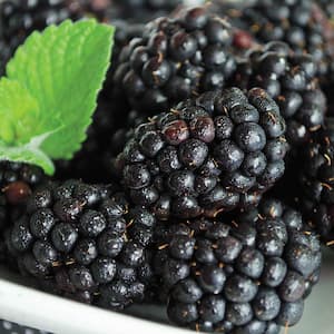 1 Gal. Pot, Heaven Can Wait Blackberry Bush, Live Potted Deciduous Fruit Bearing Plant (1-Pack)