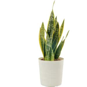 Grower's Choice Sansevieria Indoor Snake Plant in 10 in. White Décor Pot, Avg. Shipping Height 1-2 ft. Tall