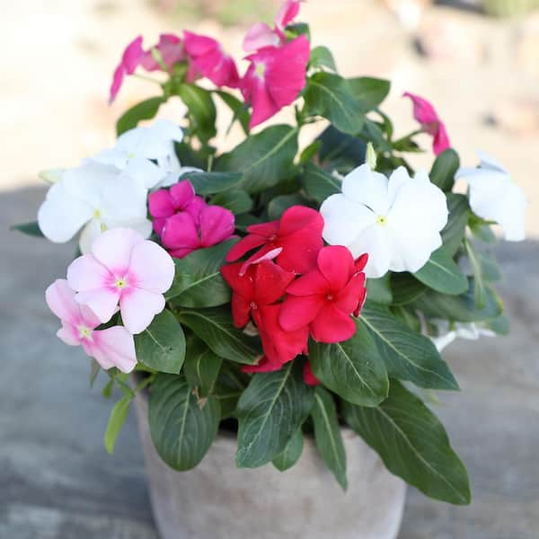 ALTMAN PLANTS 1 PT. Mixed Periwinkle Annual Plant with Assorted