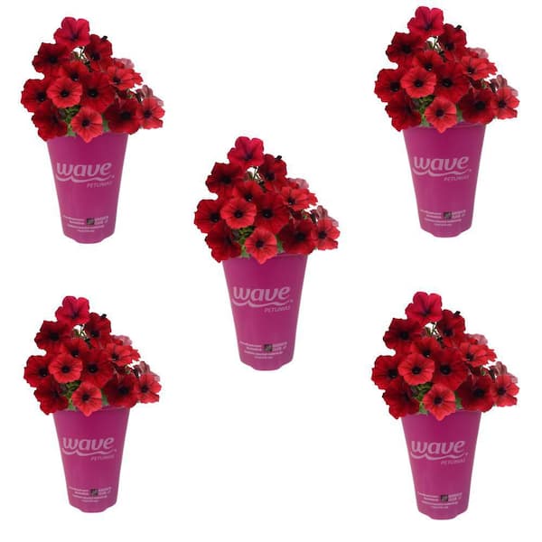 Quart Tidal Wave Petunia Annual Plant Red Velour (5-Pack)