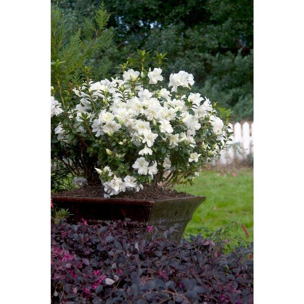 ENCORE AZALEA 1 Gal. Autumn Moonlight Azalea Bush with Reblooming
