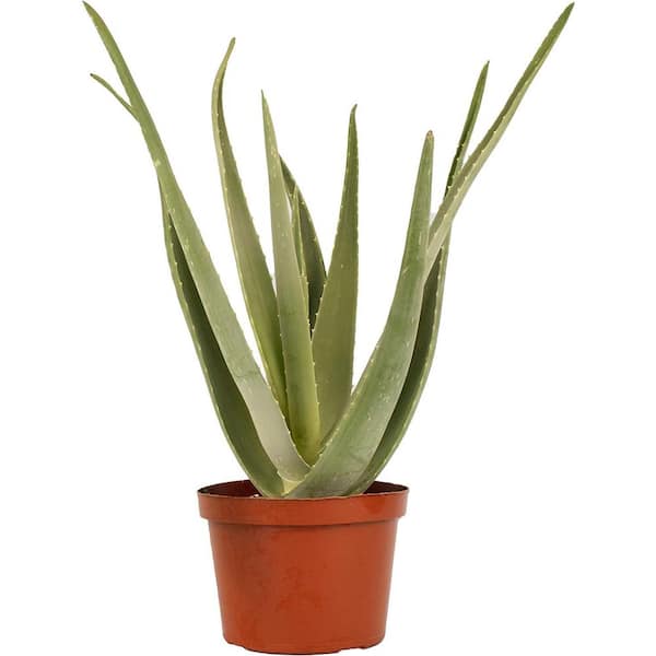 Shop Succulents Aloe Vera, Live Indoor Plant, Easy Care Air Purifying  Houseplant in 6 in. Nursery Pot 1-ALOE-VERA-6