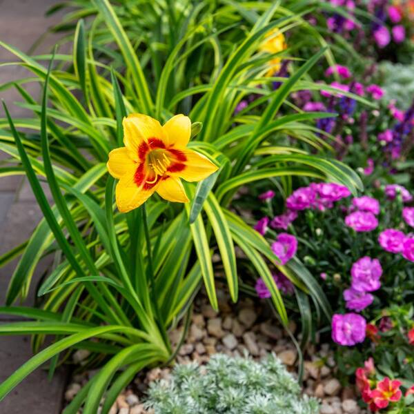 Vigoro 2 QT Hemerocallis Daylily 'Monterrey Jack' Yellow Perennial