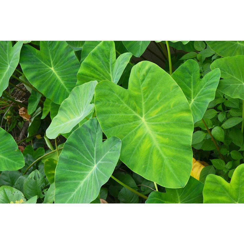 Elephant Ear Growers Dozen Dormant Bulbs (13 -Pack), Green Foliage