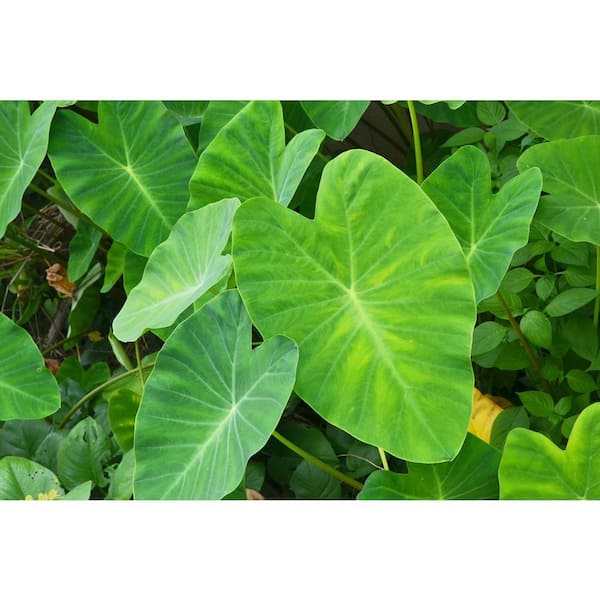 DeGroot Elephant Ear Grower's Dozen Dormant Bulbs (13 -Pack), Green Foliage
