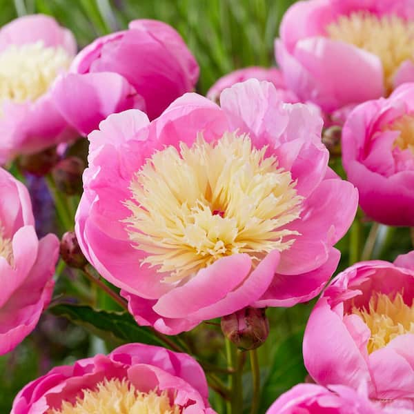 Garden State Bulb 2/3 Eyes, Bowl of Beauty Peony Flower BulbsBare Roots (Bag of 3)