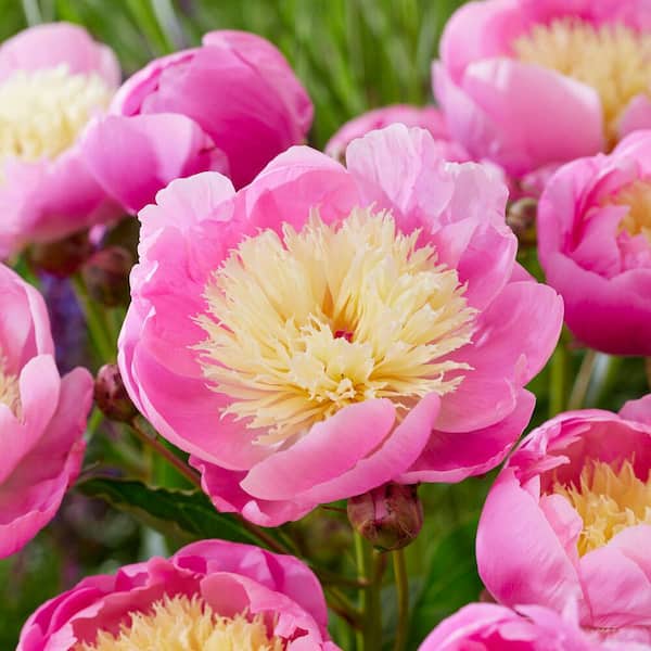 Garden State Bulb 2/3 Eyes, Bowl of Beauty Peony Flower Bulbs Bare Roots (Bag of 9)