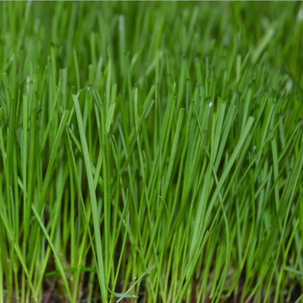 Trifecta II Gray Leaf Spot Resistant Perennial Ryegrass Blend 50 lb. Bag