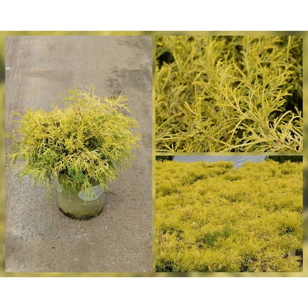 3 Gal. Gold Thread Cyrpress Live Shrub