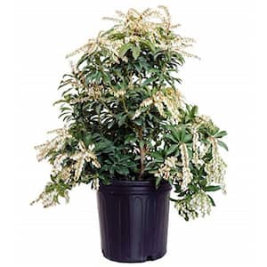 Green Promise Farms 3 Gal. Mountain Fire Andromeda, Live Plant with Red ...