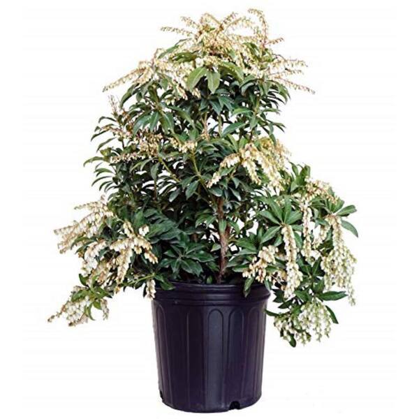 Green Promise Farms 3 Gal. Mountain Fire Andromeda, Live Plant with Red new Foliage and White Flowers, Zone 5-8 (1 Pack)