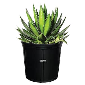Agave Quadricolor Live Outdoor Plant in Growers Pot Average Shipping Height 1-2 Ft. Tall