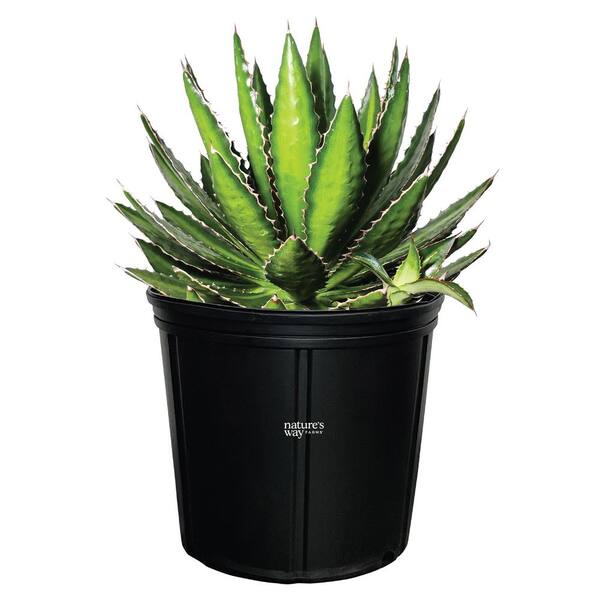NATURE'S WAY FARMS Agave Quadricolor Live Outdoor Plant in Growers Pot Average Shipping Height 1-2 Ft. Tall